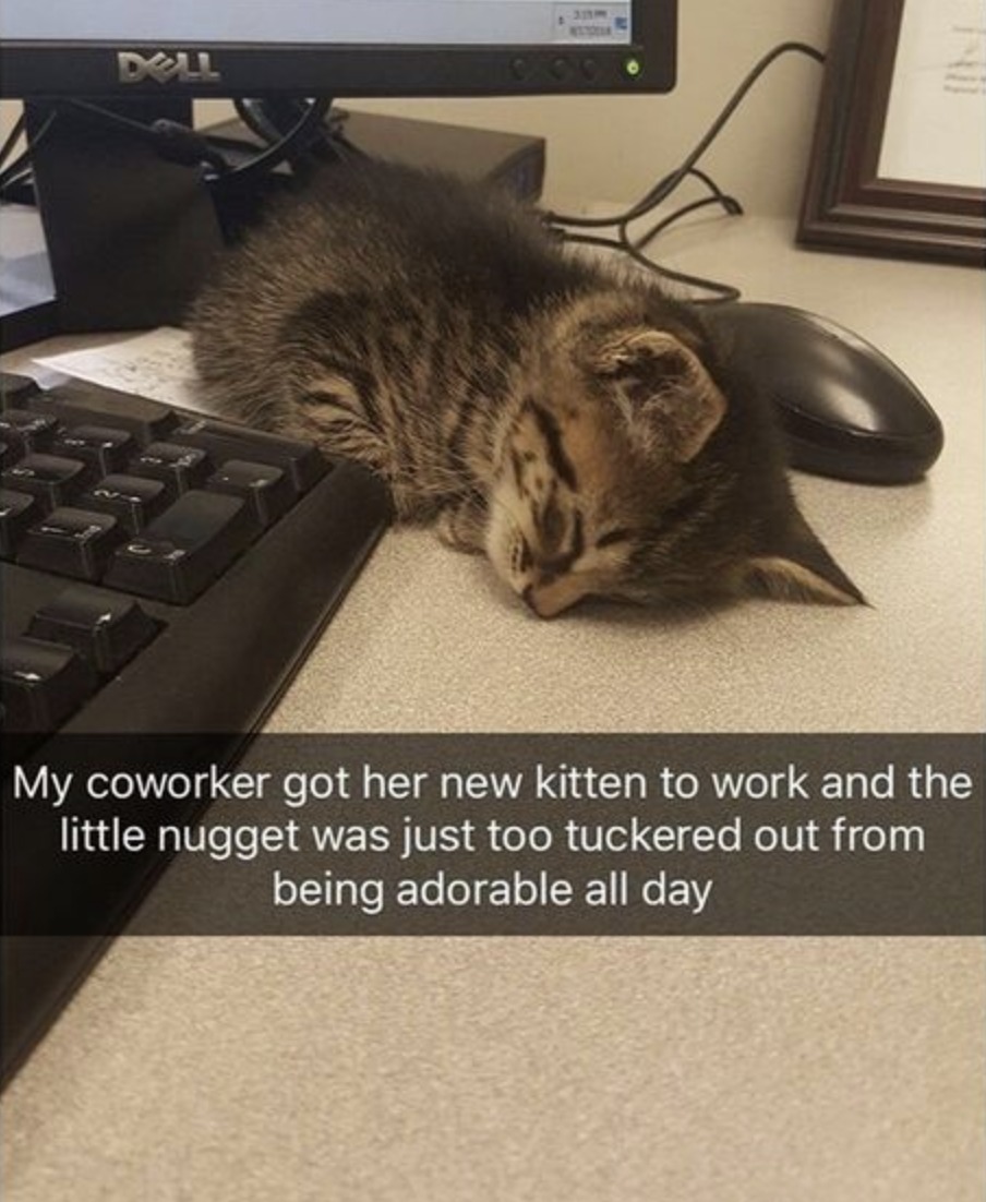 smol silly cat (@catsillyness) on Twitter photo 