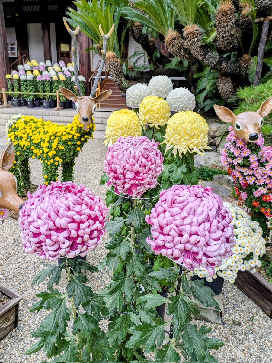 おはようございます

大切な人に花を贈る
贈る花も美しいけれど
その花を贈るあなたの心はもっと美しい

素敵な日々をお過ごしください