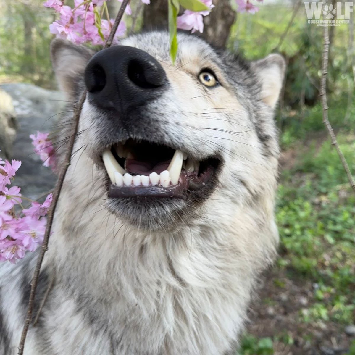 I might sometimes hate being a furry, but all of you make it so worth it! As I always say, you either meet the best or the worst kind of people in this fandom, but I don't twiddle on the bad experiences, they don't matter - you, Kings, do!

Stay positive, the ride never ends! 💪