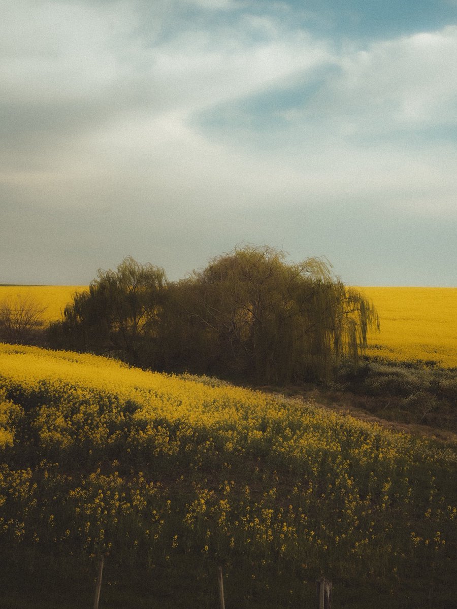 saque estas fotos hace un tiempo yendo a colonia 🌼💛 que lugar el campo uruguayo