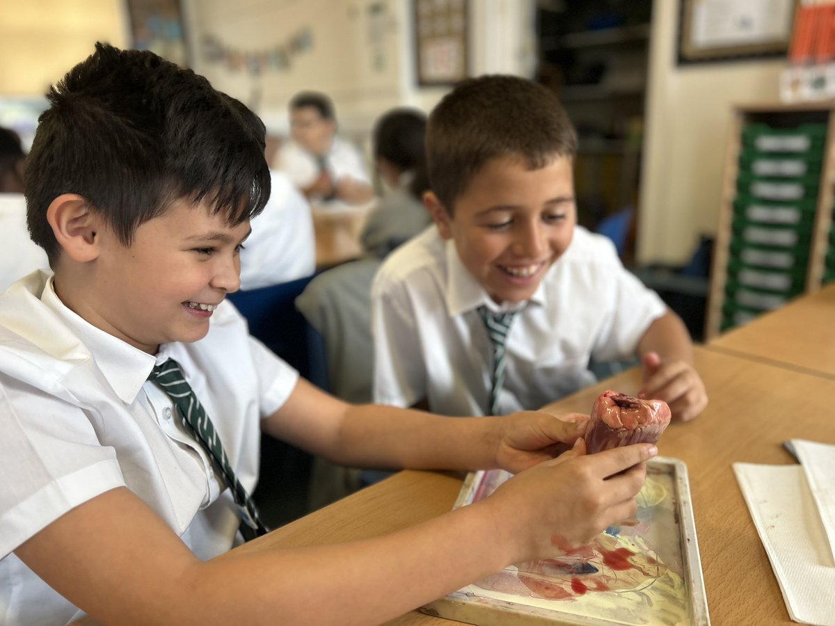 ManorParkSchSM1's tweet image. Year 6 had a fascinating science lesson today. They got hands-on investigating the functions of the heart by dissecting lambs&apos; hearts🫀 The pupils were so engaged and asked some brilliant questions. #MPPAScience