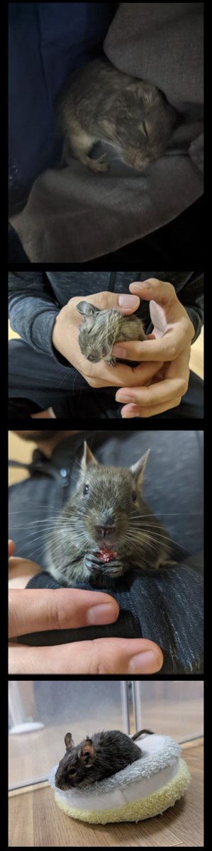 うめたろ🎮🐀🏃今年はチームで札幌行く! tweet media