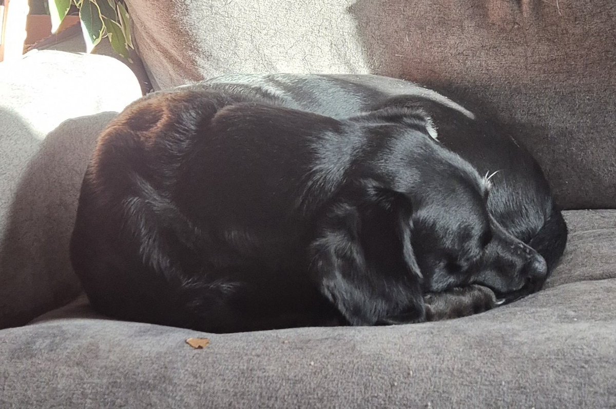 SockDog, Dogue CoverDog tweet media