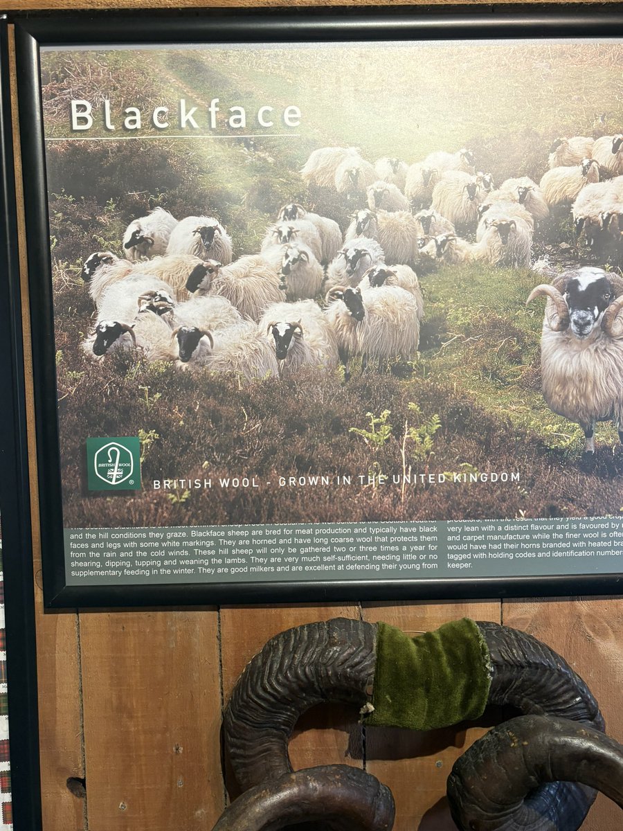 o_ryange's tweet photo. Racist ass sheep https://t.co/O3oIlv2WrY
