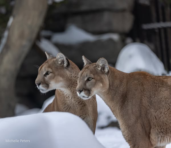 The Cincinnati Zoo shares it's birthday with cougar brothers Joseph and Tecumseh. Please wish them a Happy 15th Birthday today!