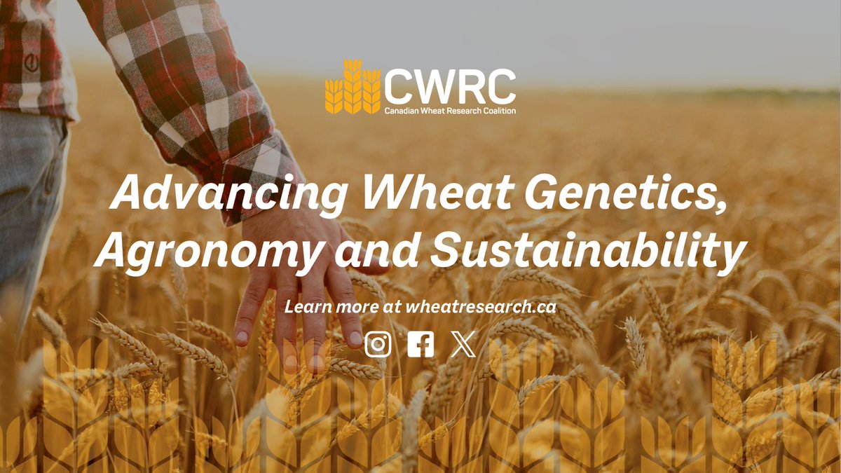 Canadian Wheat Research Coalition (@wheat_research) on Twitter photo #WheatCluster research bridges science and on-farm practices. Whether it’s breeding stronger wheat or reducing fertilizer use, this research delivers tools that work where it counts—on your land. 🌾👨‍🌾 
Learn more: ow.ly/shYi50WG93t
#cdnwheat #cdnag #wheatresearch #WheatCluster research bridges science and on-farm practices. Whether it’s breeding stronger wheat or reducing fertilizer use, this research delivers tools that work where it counts—on your land. 🌾👨‍🌾 
Learn more: ow.ly/shYi50WG93t
#cdnwheat #cdnag #wheatresearch