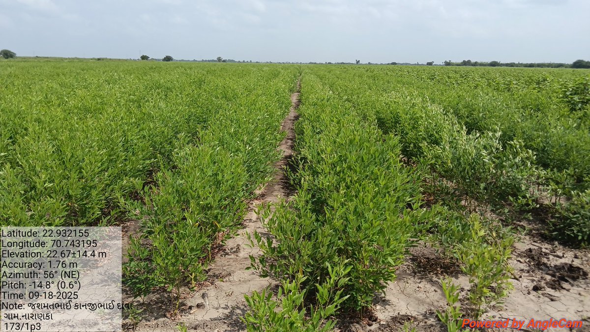 Alpeshsinh1424's tweet photo. આજરોજ નારણકા ગામે મગફળી ઓનલાઈન અરજી કરેલ સેટેલાઈટ કરેલ સવૅ કરવામાં આવેલ તેમાં મગફળી પાક વાવેતર નો જોવા મળેલ તેમાં આવેલ આજે સ્થળ પર મગફળી લેટ લોગ કેમેરા દ્વારા વેરીફીકેશન કરવામાં આવેલ. https://t.co/KWIQUSbuJl