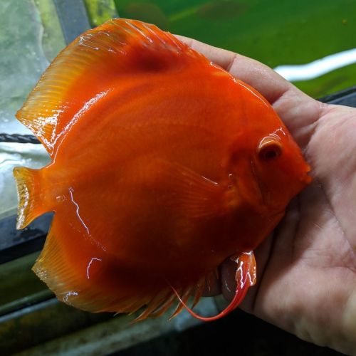 WattleyDiscus's tweet photo. Like a juicy cantaloupe! 🧡 The Albino Super Red Melon Discus brings a bold orange pop to your tank. Ready to brighten up your aquarium?
Learn more: https://t.co/D0XK5CNO35
#AlbinoSuperRedMelon #DiscusFish #AquariumGoals #Wattleydiscus https://t.co/qEpxBRyi51