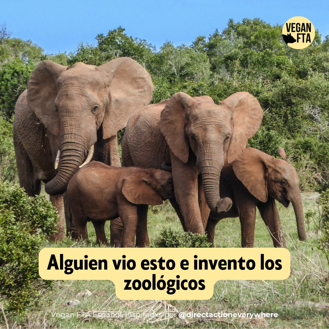 VeganFTAEspanol's tweet image. TODOS los animales son seres sintientes como tú, nadie debe ser objeto de explotación 😓

Colabora a dar fin a todo tipo de explotación 🙏

Vive vegan 💚

👉 Ayuda gratuita para hacerte vegan: veg22.co/FTA_Spanish

#animaleslibres #gallinasfelices #conejitos #animalsrights