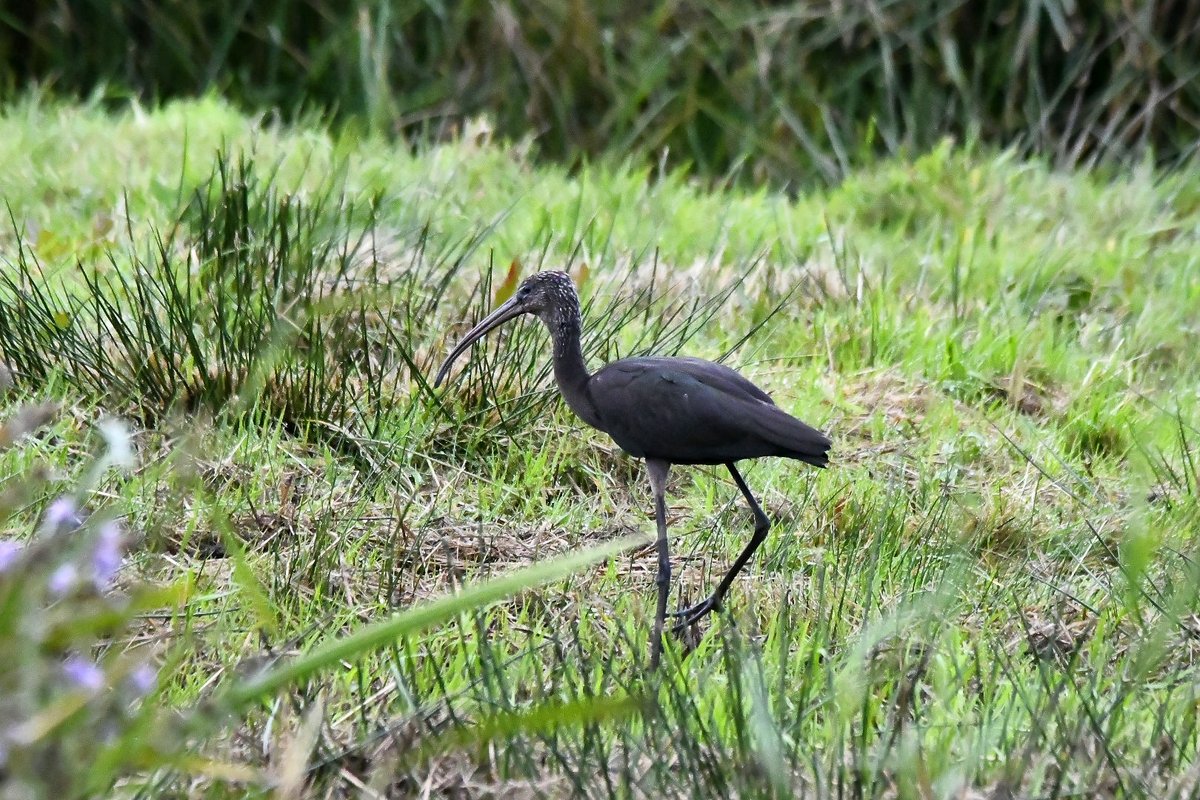 Glossy Ibis at West Charleton showed well this morning