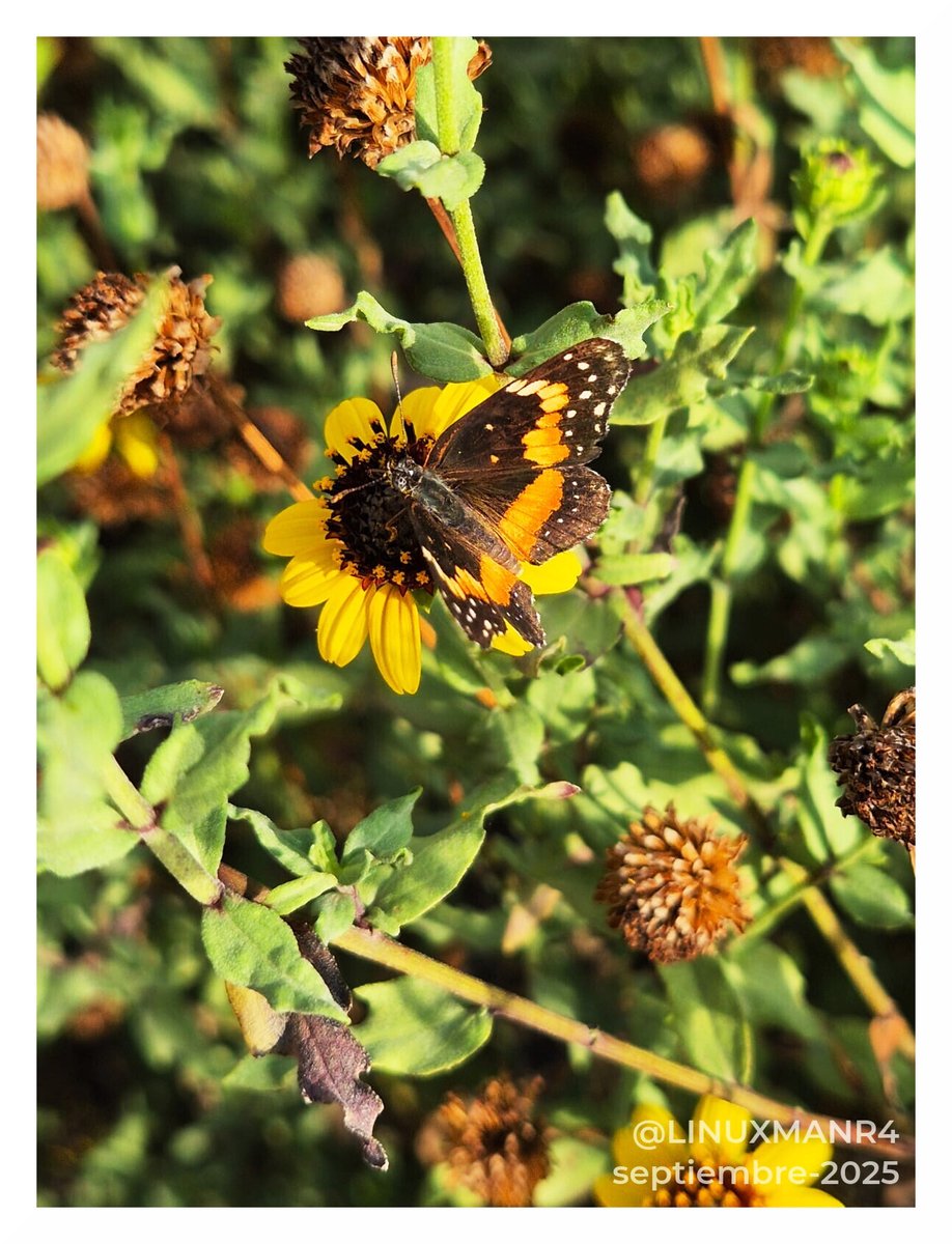 Desayunito mañanero ...