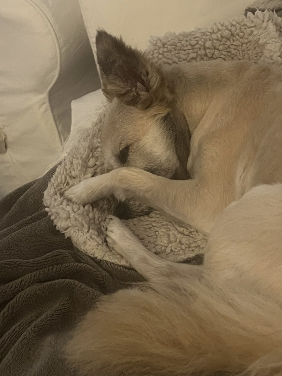 Det är så svårt att smygfota den här. Hon vet alltid… Men jag lyckades.