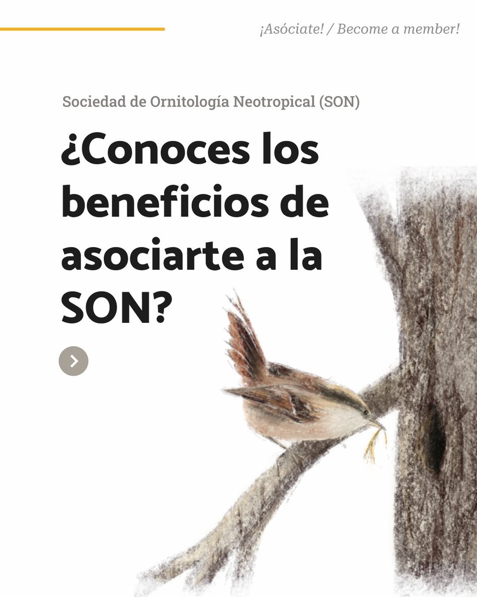 Ornitología Neotropical tweet media