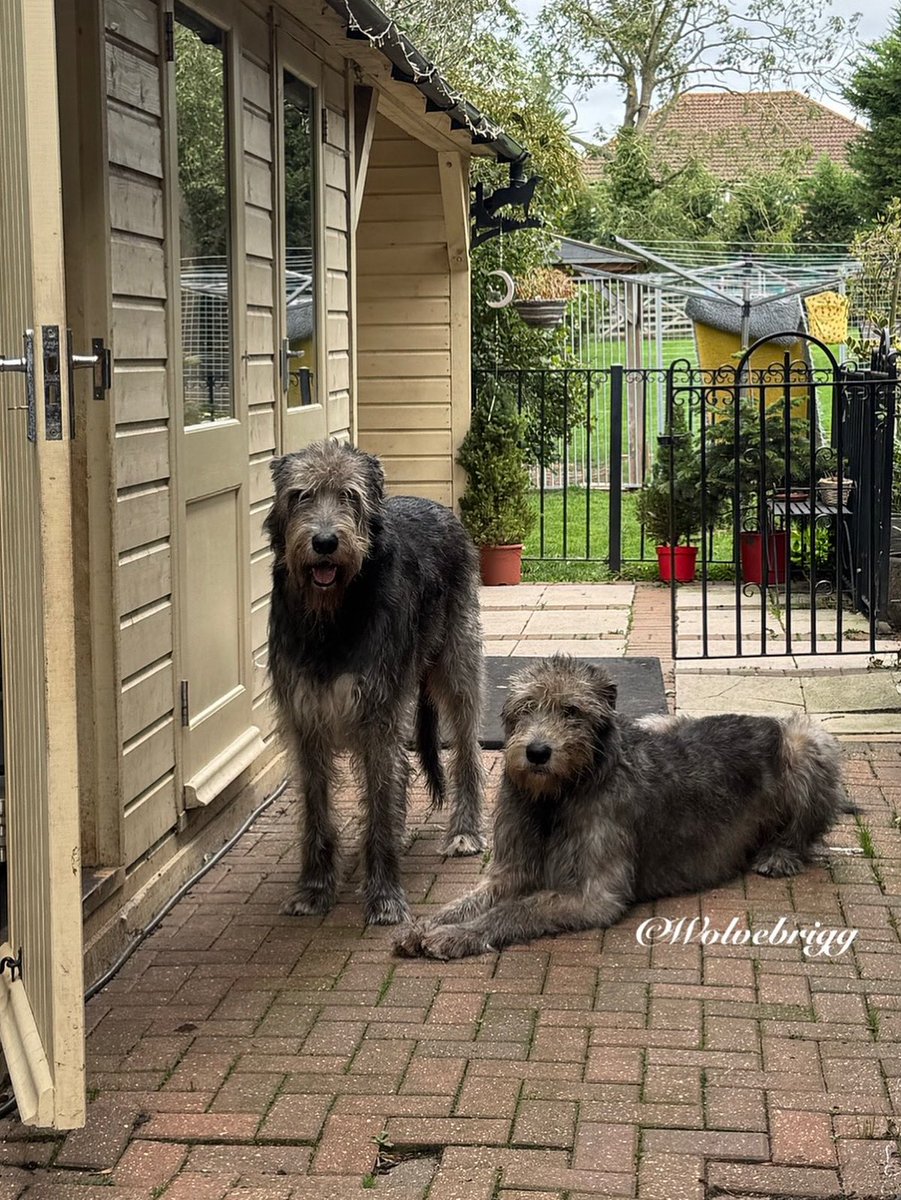 Wolvebrigg Irish Wolfhounds (@wolvebrigg) on Twitter photo Waiting patiently for dinner!🐺💙
#IrishWolfhound #dogs #DogsofX Waiting patiently for dinner!🐺💙
#IrishWolfhound #dogs #DogsofX