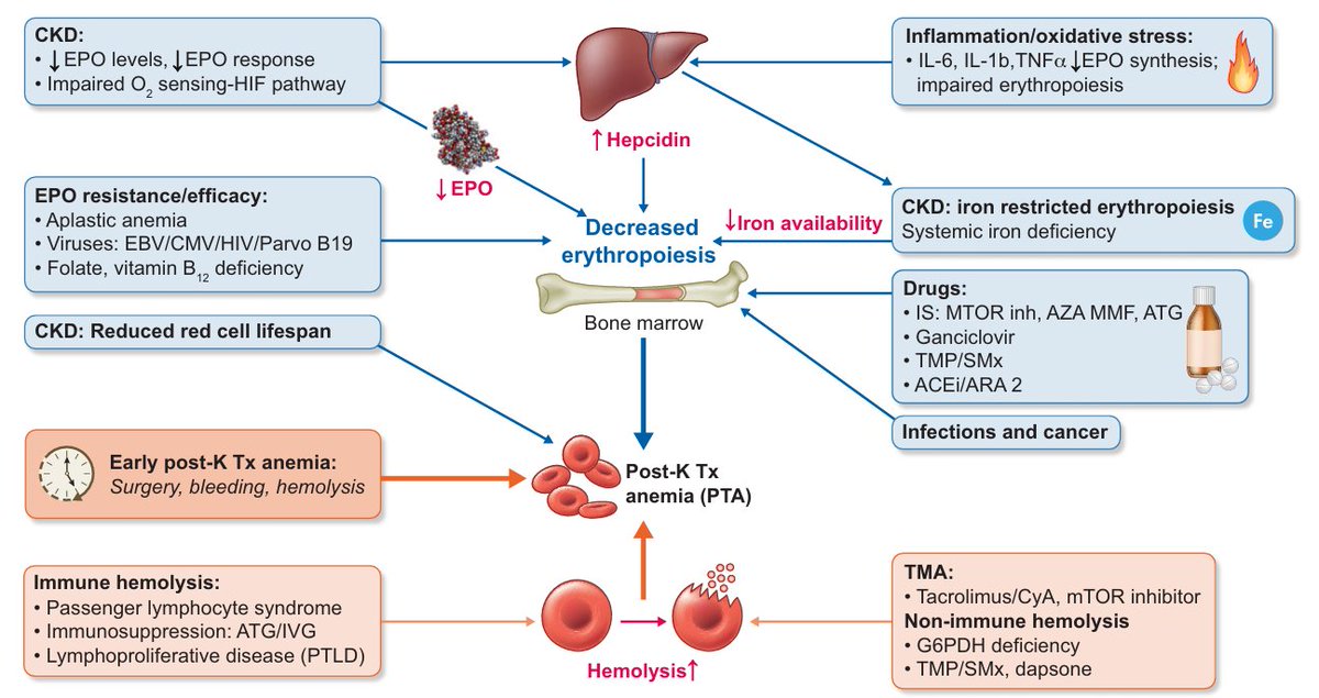 Mechanisms involved in the pathophysiology of post-transplant anemia

doi.org/10.1093/ckj/sf…