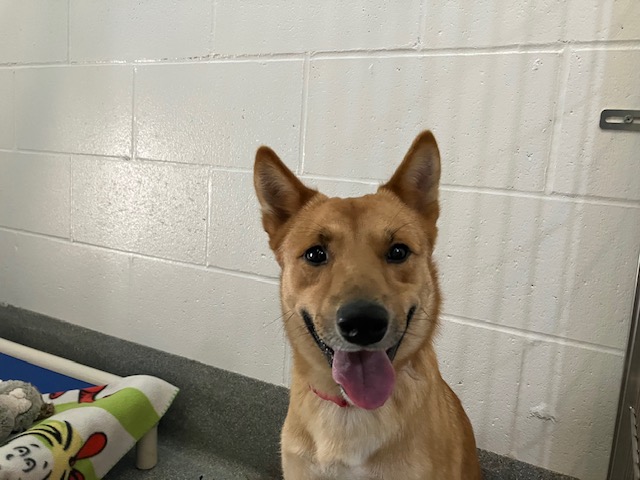 LOOKING FOR OWNER. A tan/red male Jindo mix dog was found Sept 17 near Rhonda Rd &amp; Michael Pl in Guelph. If he's yours or you have any info about him contact #Guelph Humane Society at 519-824-3091 or lostandfound@guelphhumane.ca (shelter ID 2000341231)