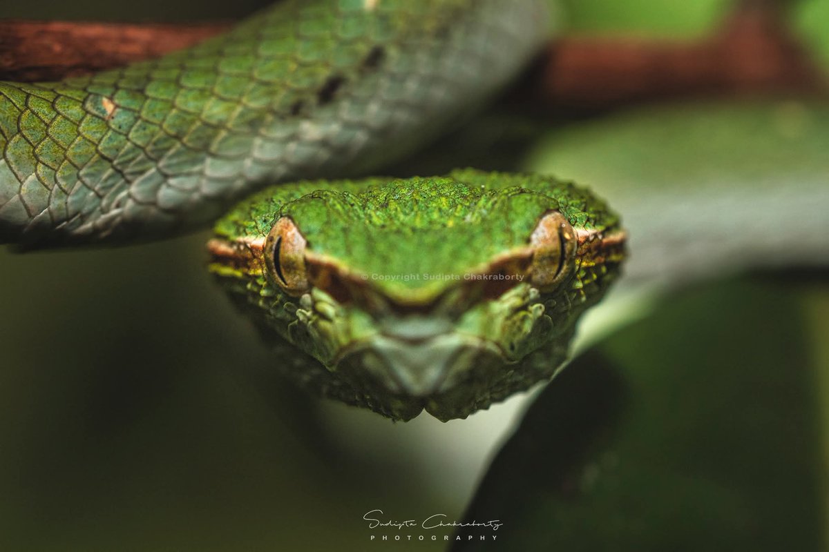 sudiptaimages's tweet photo. | Bornean keeled green pit viper |
#pitvipers #BorneoAdventure #snakesofinsta
Follow my works @
Facebook :
https://t.co/XgpJmdQgjx
Instagram :
https://t.co/98tdGYizDF
Please visit : https://t.co/rckImS1akg
Twitter :https://t.co/Ls12tE22cn
©SudiptaChakrabortyPhotography https://t.co/pcCKuFRbF8