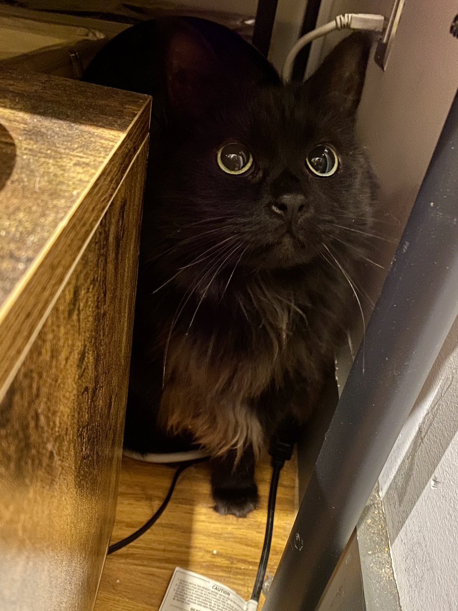 took a really good photo of puck’s roommate Bass the other day…… maybe she goes on the puck twitter, as a treat.