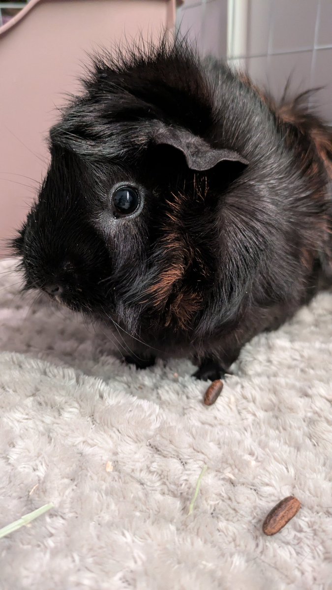 Oomfs can't remember talking about it but I have guina pigs now!!!! :D