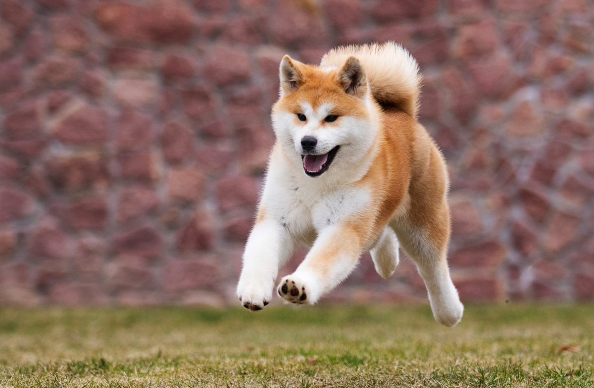 Acabei de ver um Akita Inu na rua. Top3 cachorros fodas, definitivamente.

*imagem meramente ilustrativa*

#sensível