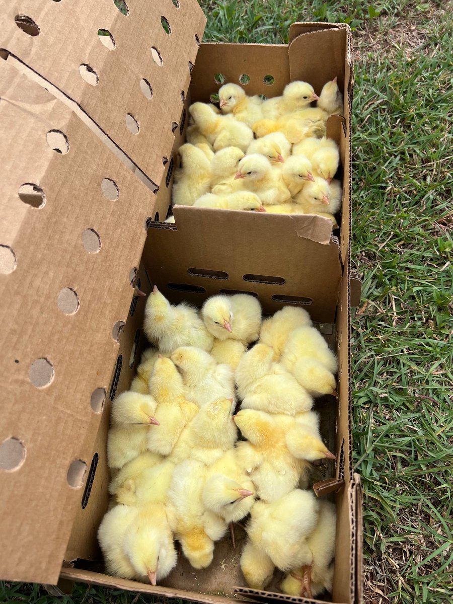🇯🇲 The #ImprovingRuralLivelihoods project distributed 1️⃣1️⃣0️⃣0️⃣ broiler chicks 🐥 and 88 bags of feed to poultry farmers in Kitson Town, St. Catherine to promote #climateresilient and #BetterProduction and enhanced incomes for rural women and youth. 👩🏾‍🌾👨🏽‍🌾 
<a href="/UNOSSC/">UNOSSC</a> <a href="/UNJamaica/">United Nations Jamaica Multi-country Office</a>