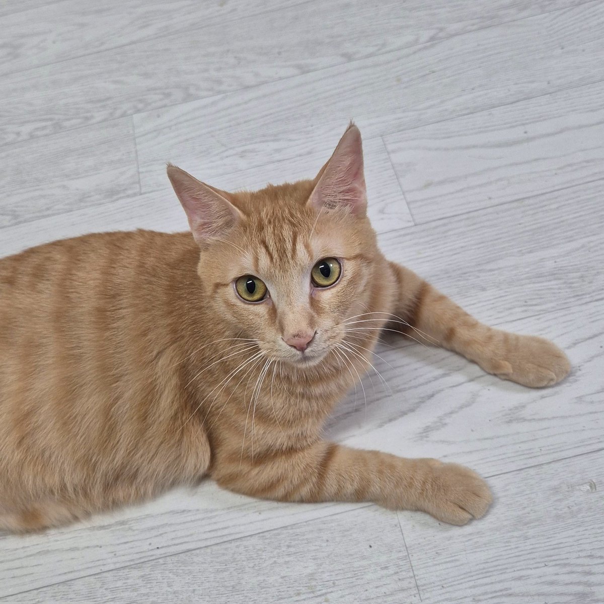 [RT] 너무 순해서 갈 곳이 없어진 뚜비에요... 뚜비의 장기 임보처를 구해요
이름: 뚜비
나이: 2살 추정 남아
중성화 완료
지역: 서울 경기