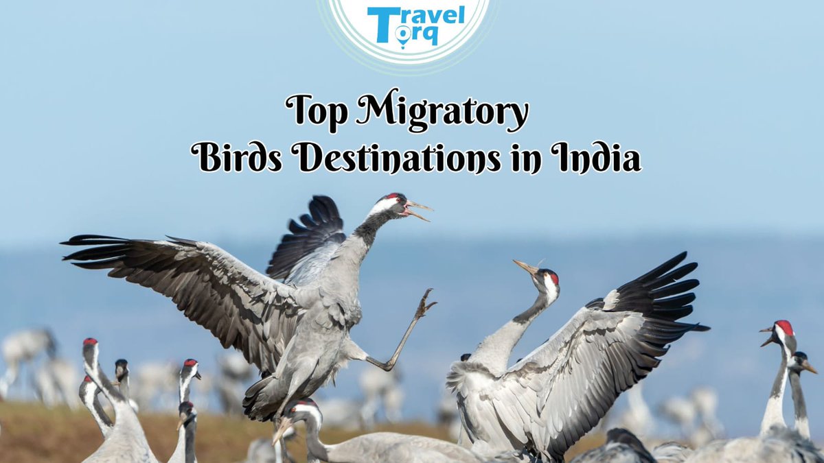 TravelTorq's tweet image. Fly into Nature’s Paradise!🕊️
Every winter, India comes alive with migratory birds. From Bharatpur to Chilika, explore the best birdwatching destinations nature has to offer. 🌿

👉 Read full blog here: traveltorq.com/top-migratory-…

#TravelTorq #MigratoryBirds #IndiaTravel