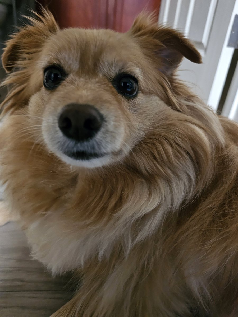 shiho_v's tweet photo. Chibi started as a Chow-Chihuahua mix. Now she's a Golden-Corgi-Pom mystery fluff. Whatever she is...my fave creature on Earth 🌎 💕 

#cutedog #Chibi 
#いぬ　 #イッヌ　 #犬　 #わんこ　　 #ペット　
#ポメラニアン　#コーギー　 
#ゴールデンレトリバー　 #チワワ　　
#チャウチャ https://t.co/FZmnb2FfIc