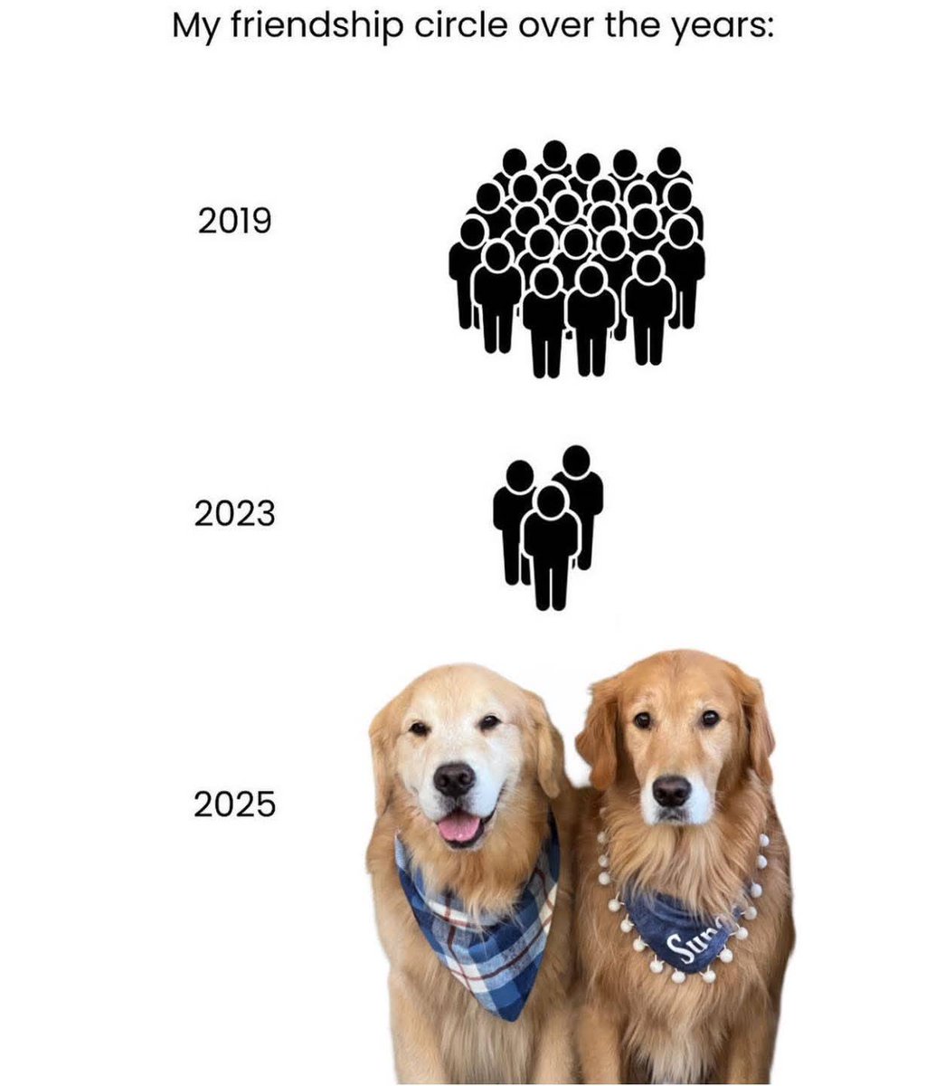 Heckin Good Dogs tweet media