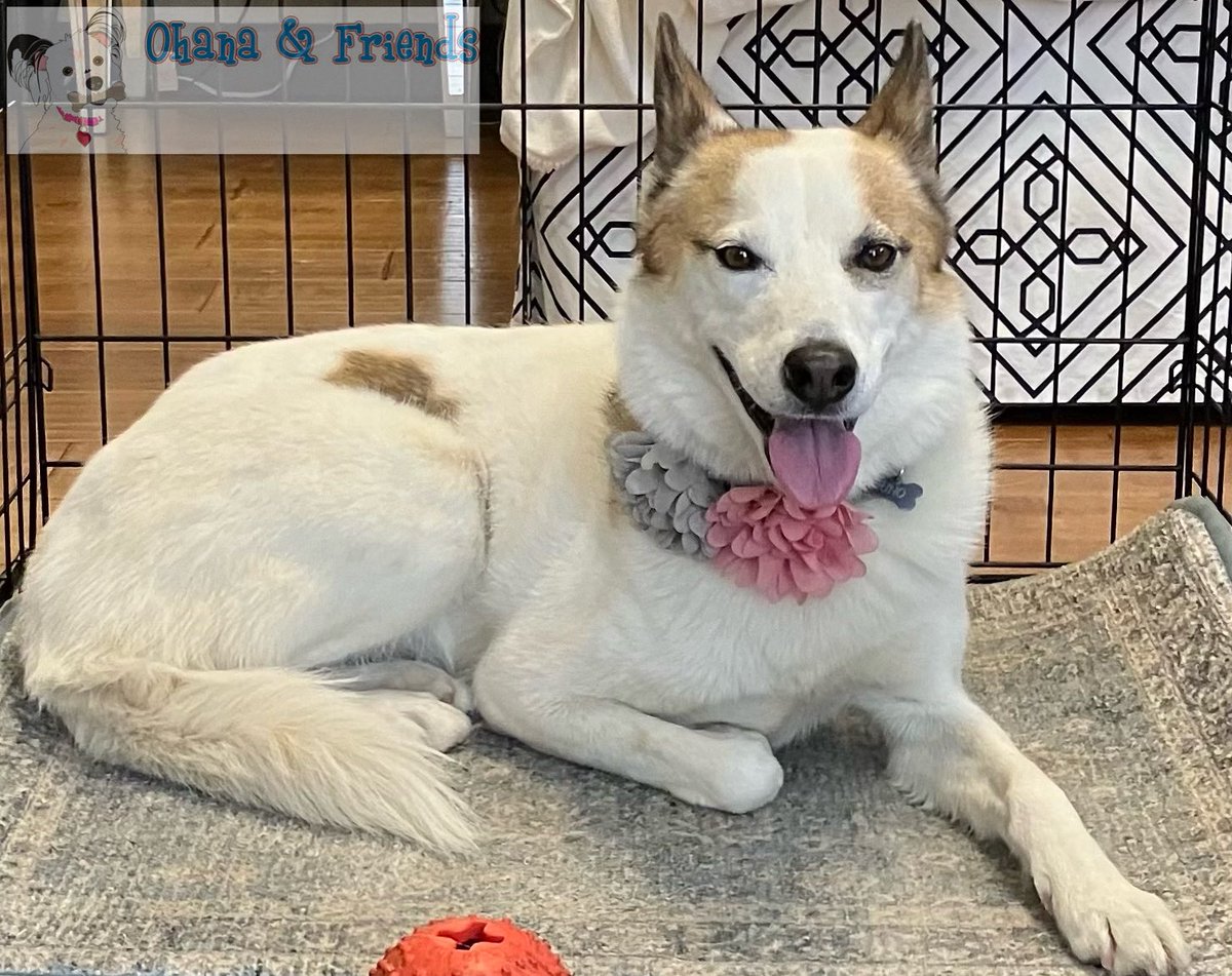 ohanaandfriends's tweet image. “All I got her was a necklace made of flowers…” - Juno
#stringofpearls #jimmieschickenshack