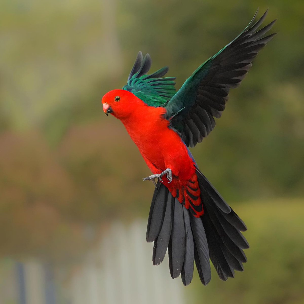 MbarkCherguia's tweet photo. King Parrot

🎥 IG: darrenstephens_photography 🇦🇺©️

#sonya #SonyAlpha #birding https://t.co/iN0IMirHv6