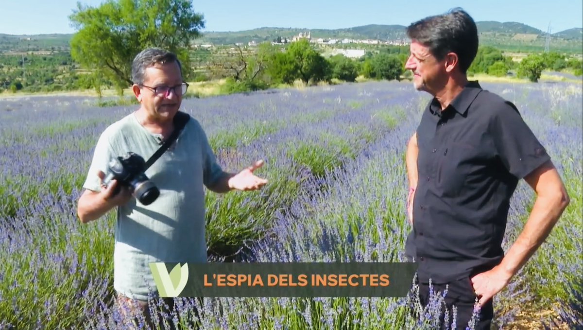 codeposa's tweet image. “L’espia dels insectes”, un reportatge de La Via Verda d’À Punt enregistrat per un càmera de Comunicacions dels Ports. El pots veure sencer fent clic a l’enllaç!
🐛
▸ apuntmedia.es/programes/la-v…