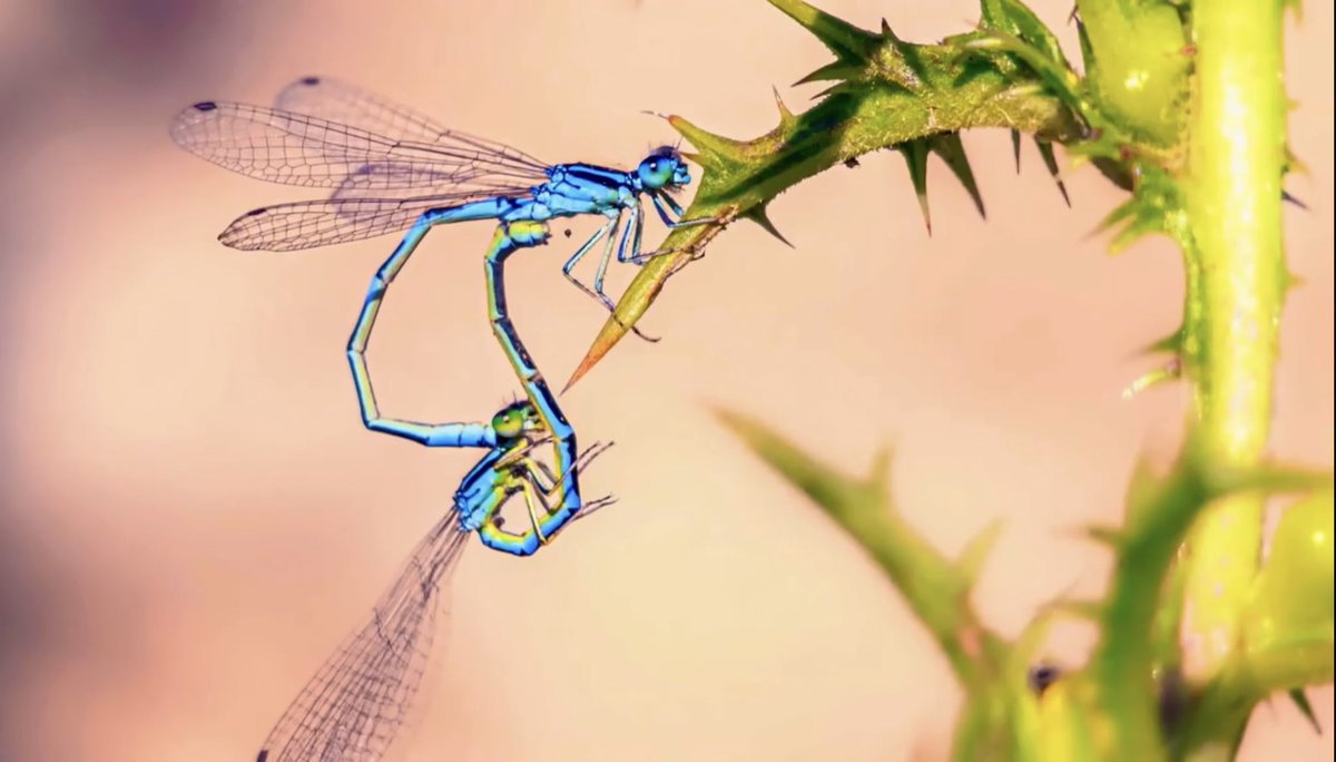 codeposa's tweet image. “L’espia dels insectes”, un reportatge de La Via Verda d’À Punt enregistrat per un càmera de Comunicacions dels Ports. El pots veure sencer fent clic a l’enllaç!
🐛
▸ apuntmedia.es/programes/la-v…