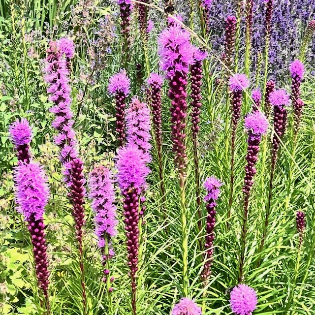 Not all patients respond to immunotherapy due to immune escape... what if we could change this with an unexpected approach to fixing antigen upregulation?

tinyurl.com/5n7basjr