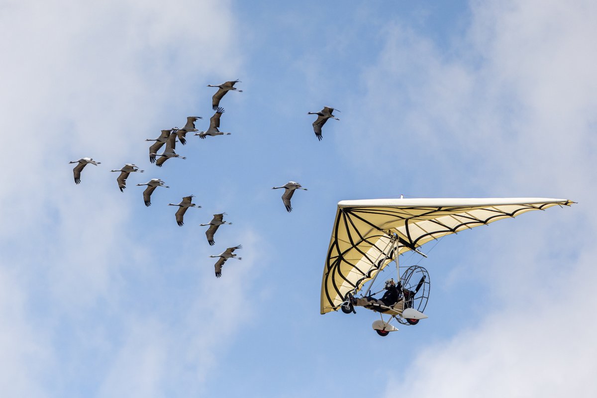 🤩🪶 They say that when the sky above Puy du Fou is cloudless, you can see an aircraft straight out of Renaissance and Leonardo da Vinci's drawings!

©Arnaud Masson
#PuyduFou #PuyduFou2025 #LeBaldesOiseauxFantomes