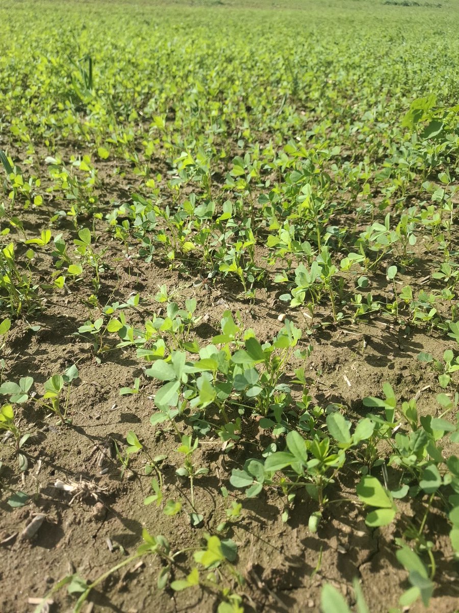 peteraposjme's tweet image. Letní zásev vojtěšky. Medicago sativa.