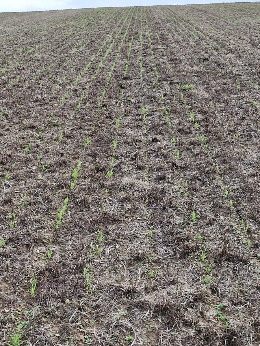 peteraposjme's tweet image. Srha laločnatá zasetá začátkem srpna po jeteli nachovém. Konečně je venku.