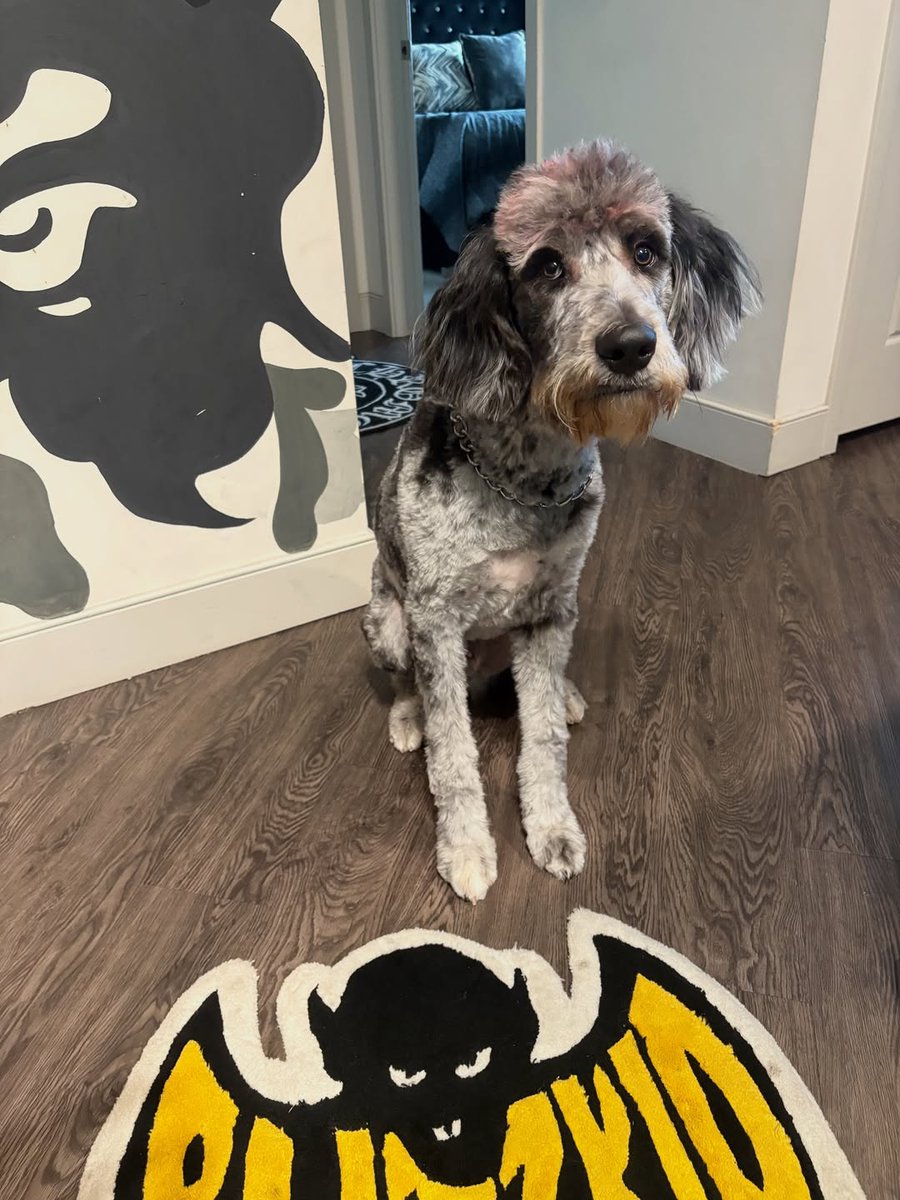 atlantapetlife's tweet image. Throwback Thursday: How it started vs. How it's going! 💚🐶Blitz
Wishing all our Atlanta pet friends a happy and healthy day!
Want to see more of our adorable pet friends? Follow us for your daily dose of cuteness!
#ThrowbackThursday #HowItStarted #Aussiedoodle #PuppyLove
