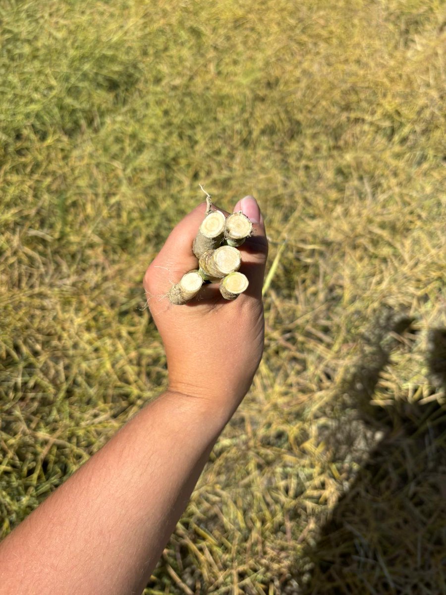 Ashley and Porter wrapped up their final @winfieldunitedcanada Field School activities by checking spray application patterns and scouting canola for blackleg and verticillium. 🔎