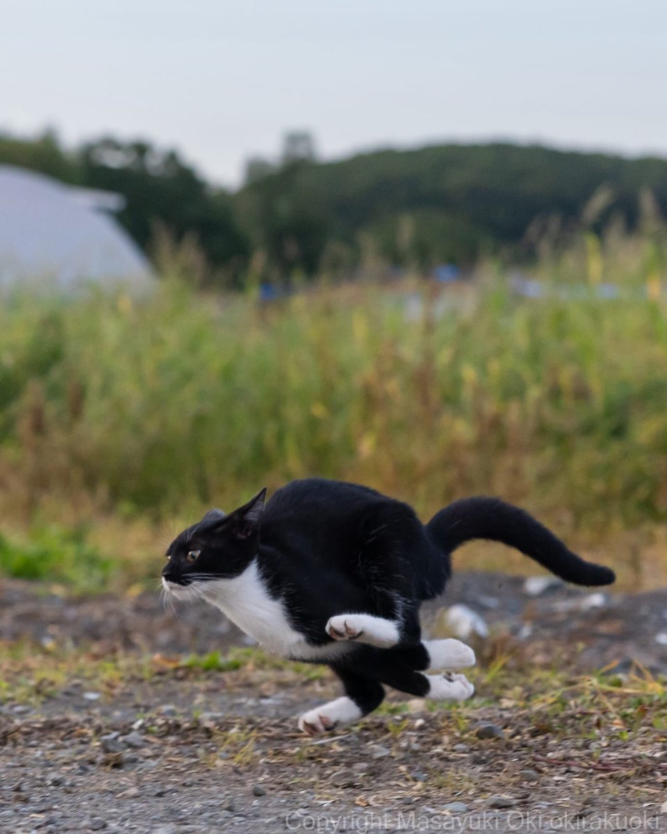 Punch Cat (@punchingcat) on Twitter photo 