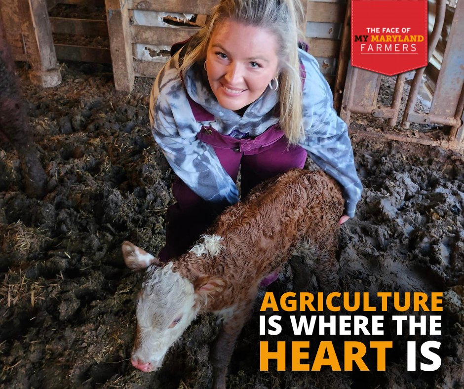 Lindsey Jacobs is a sixth-gen farmer continuing her family’s legacy at Church View Farm. From row crops in the 1900s to Herefords, the 300-acre farm thrives. Generations of care, all for a brighter future.  bit.ly/3SL177O #MyMdFarmers #beef