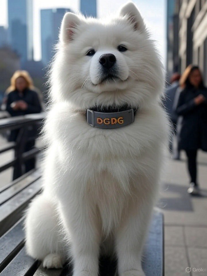 DOGI DOGI tweet media