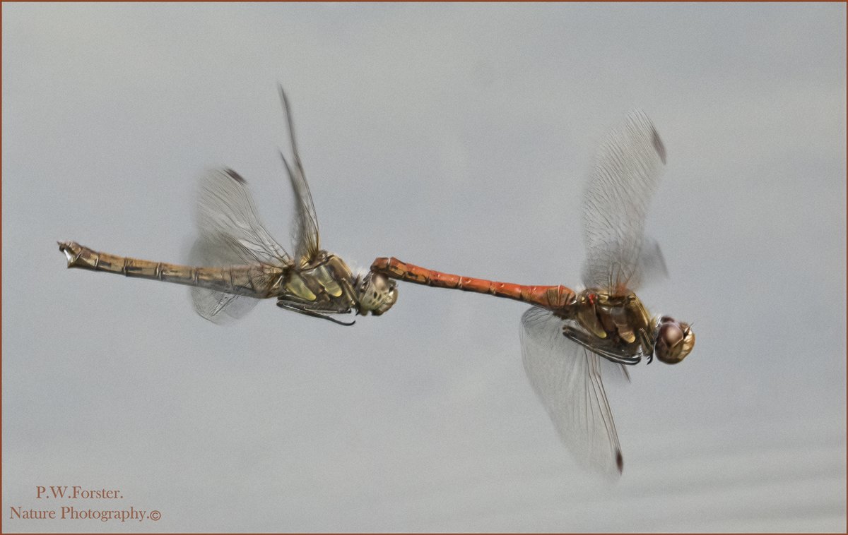 Common Darter in Tandem from a very local pond on guisborough location given .
<a href="/teesbirds1/">teesbirds</a>
<a href="/clevelandbirds/">cleveland birds</a>
<a href="/DurhamBirdClub/">Durham Bird Club</a>
<a href="/TeesmouthNNR/">TeesmouthNNR</a>
<a href="/YWT_North/">Yorkshire Wildlife Trust - North Yorkshire</a>
<a href="/YorksWildlife/">Yorkshire Wildlife Trust - follow us on Bluesky 🦋</a>
<a href="/NTBirdClub/">Northumberland & Tyneside Bird Club</a>
<a href="/wildlifemag01/">WildLife Magazine</a>
<a href="/YorkBirding/">York Birding</a>
<a href="/RoyEntSoc/">Royal Entomological Society</a>
<a href="/YNU/">B</a>
#damselflies #Insects #Dragonflies