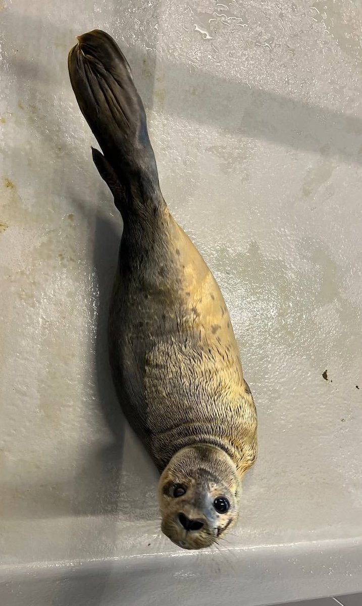 WHY ARE YOU SO FLIPPER??? WHY ARE YOUR FLIPPERS SO BIG?????