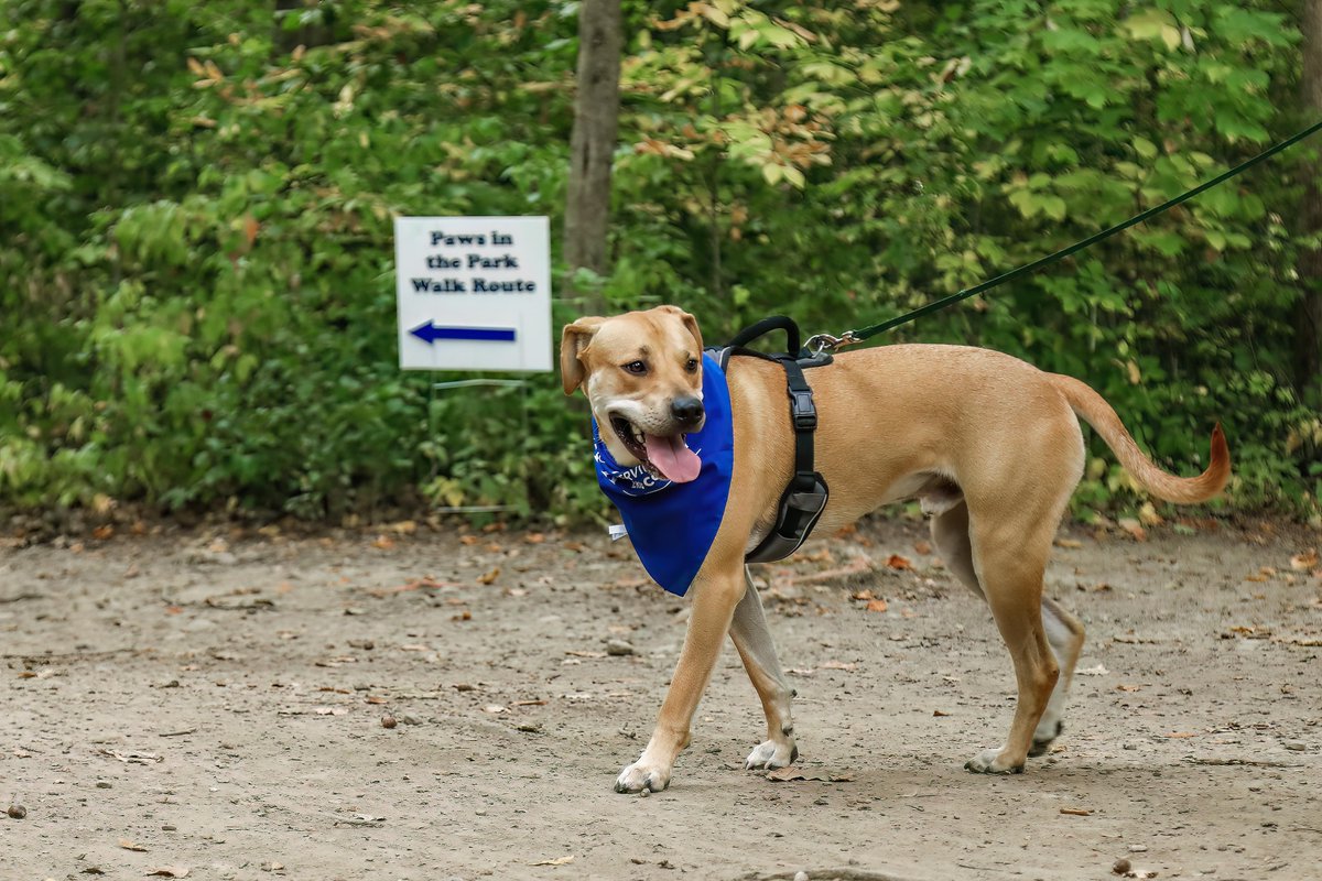 Buffalo’s Real Country 107.7 and 104.7 The Wolf (@thewolfbuffalo) on Twitter photo Stop your scroll! <a href="/YourSPCA/">Erie County SPCA, NY</a>’s Paws in the Park is coming soon! September 27 is quickly approaching, and we want to know: which furry friend are you bringing to join in the fun? Share your walking buddy’s name, then register at secure.qgiv.com/event/pitp25/! Stop your scroll! <a href="/YourSPCA/">Erie County SPCA, NY</a>’s Paws in the Park is coming soon! September 27 is quickly approaching, and we want to know: which furry friend are you bringing to join in the fun? Share your walking buddy’s name, then register at secure.qgiv.com/event/pitp25/!