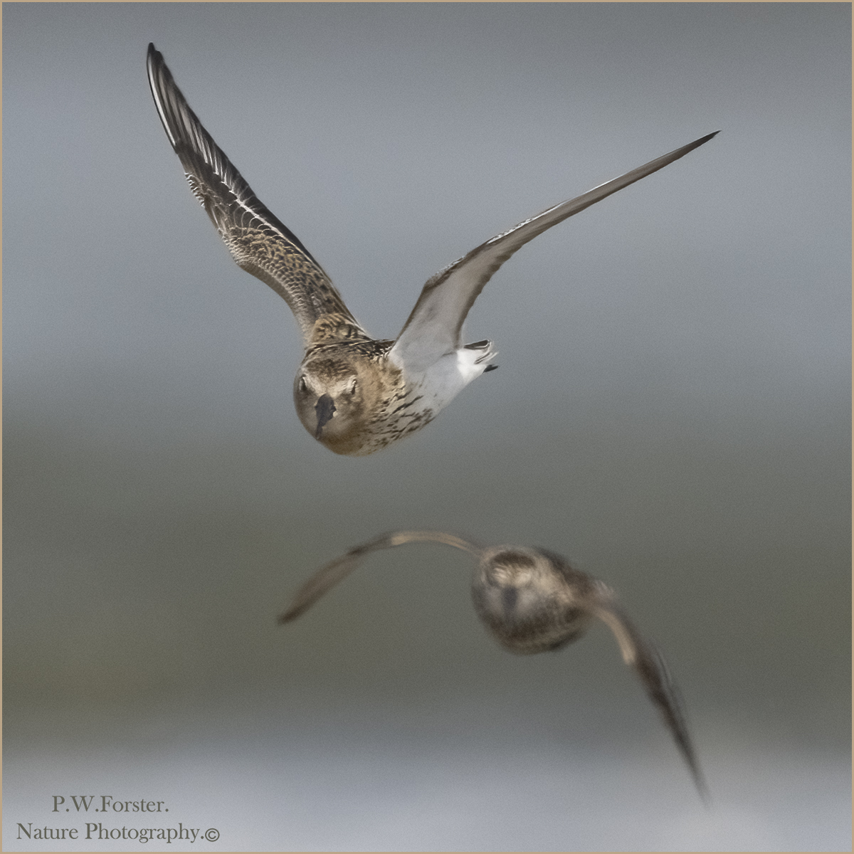 In coming Dunlin from the Snook very recent in nice light   
<a href="/teesbirds1/">teesbirds</a>
<a href="/clevelandbirds/">cleveland birds</a>
<a href="/DurhamBirdClub/">Durham Bird Club</a>
<a href="/YWT_North/">Yorkshire Wildlife Trust - North Yorkshire</a>
<a href="/YorksWildlife/">Yorkshire Wildlife Trust - follow us on Bluesky 🦋</a>
<a href="/NTBirdClub/">Northumberland & Tyneside Bird Club</a>
<a href="/wildlifemag01/">WildLife Magazine</a>
<a href="/YorkBirding/">York Birding</a>
<a href="/waderquest/">Wader Quest</a> #Nikon #forever
<a href="/Waderworld1/">Wader-World 🌍</a>
@birds
<a href="/TheSeabirdGroup/">The Seabird Group</a>
<a href="/BirdWatchingMag/">Bird Watching</a>
