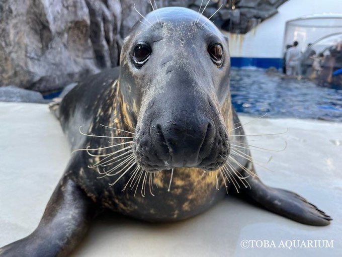 Grey seals are a tad bit intimidating to me cause of their long ass face