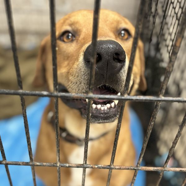 iamdogrescue's tweet photo. 🐕 I Am Dog Rescue - North Texas Giving Day Is Here 🐾
See how your support has made a difference so far this year!
https://t.co/jWEyoEdOtb https://t.co/gdxo7bOGr2
