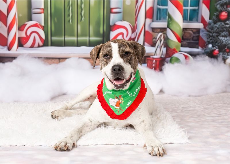 iamdogrescue's tweet photo. 🐕 I Am Dog Rescue - North Texas Giving Day Is Here 🐾
See how your support has made a difference so far this year!
https://t.co/jWEyoEdOtb https://t.co/gdxo7bOGr2