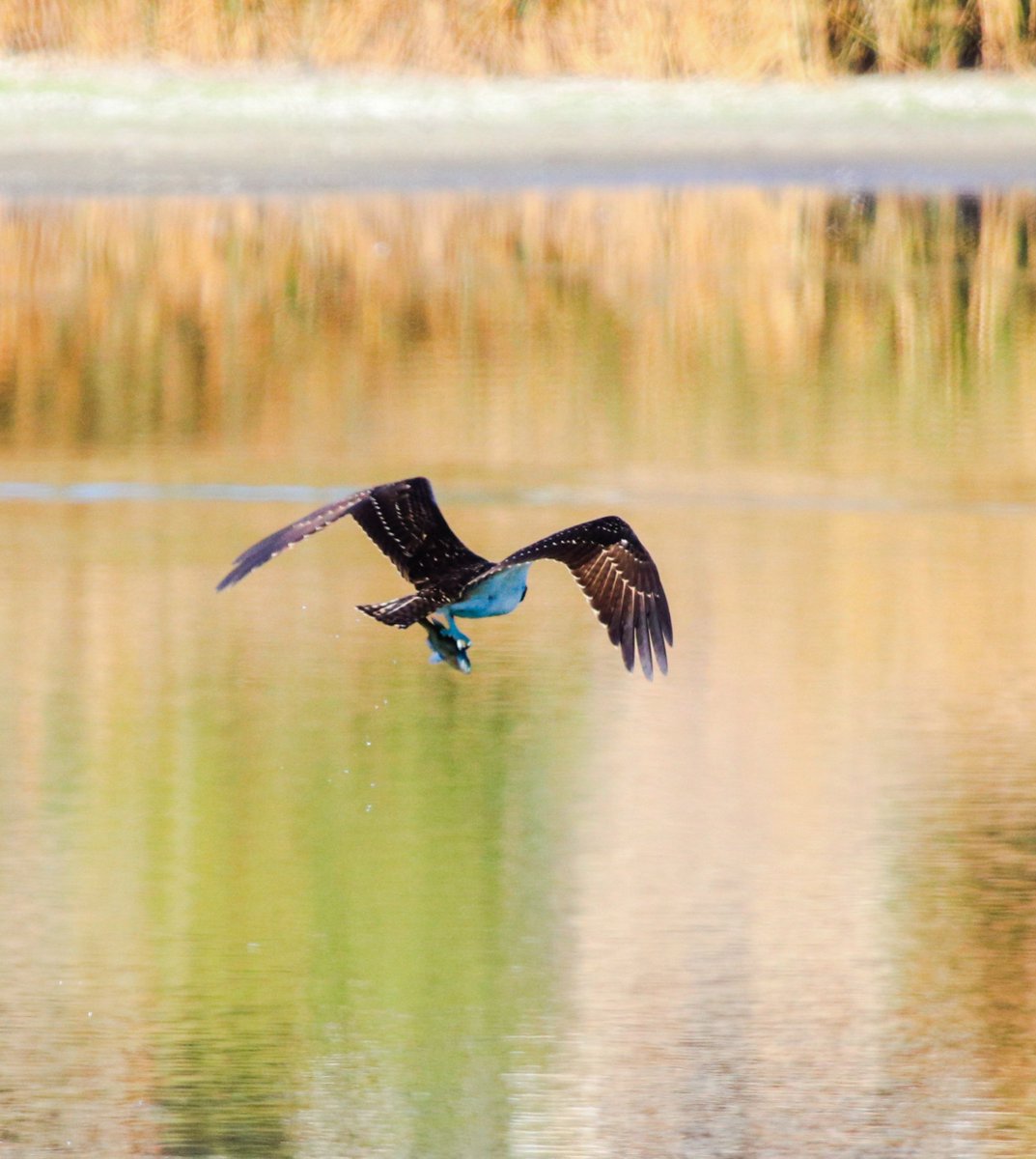 Ted Fletcher tweet media